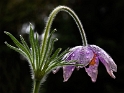 24 Tropfen-Blume-IMG_5277
